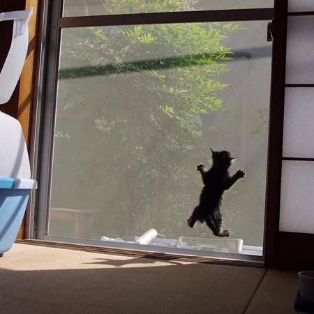 猫抓纱窗